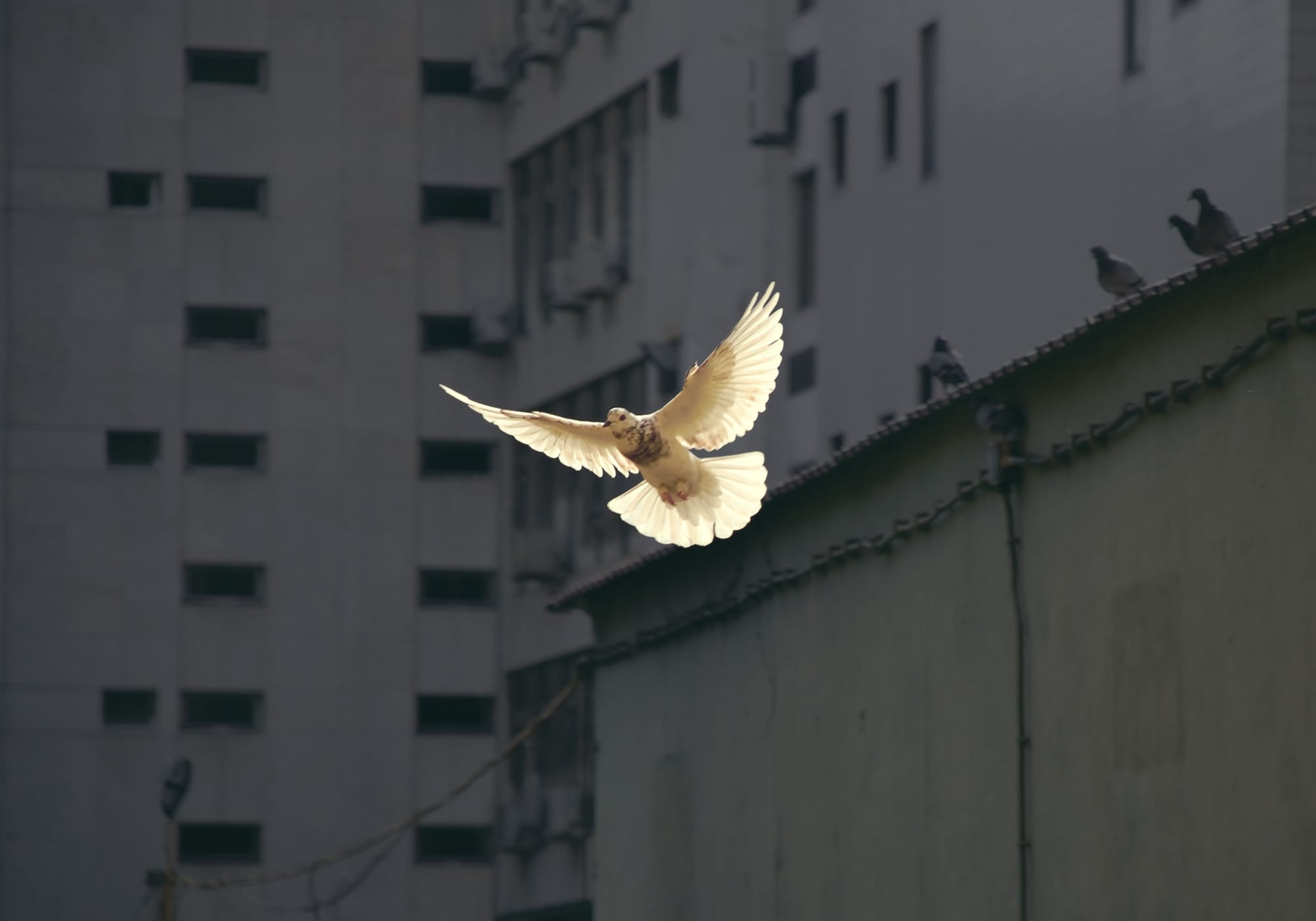 Die verskil tussen 'n 'pigeon' en 'n 'dove' lewenstyl.